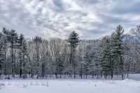 Willowdale State Forest View