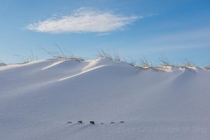 Snow Dune And Hidden Fence
