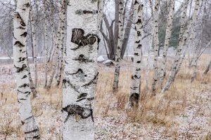 Birch Stand In November Snow