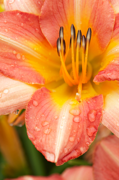 Bright orange day lily.