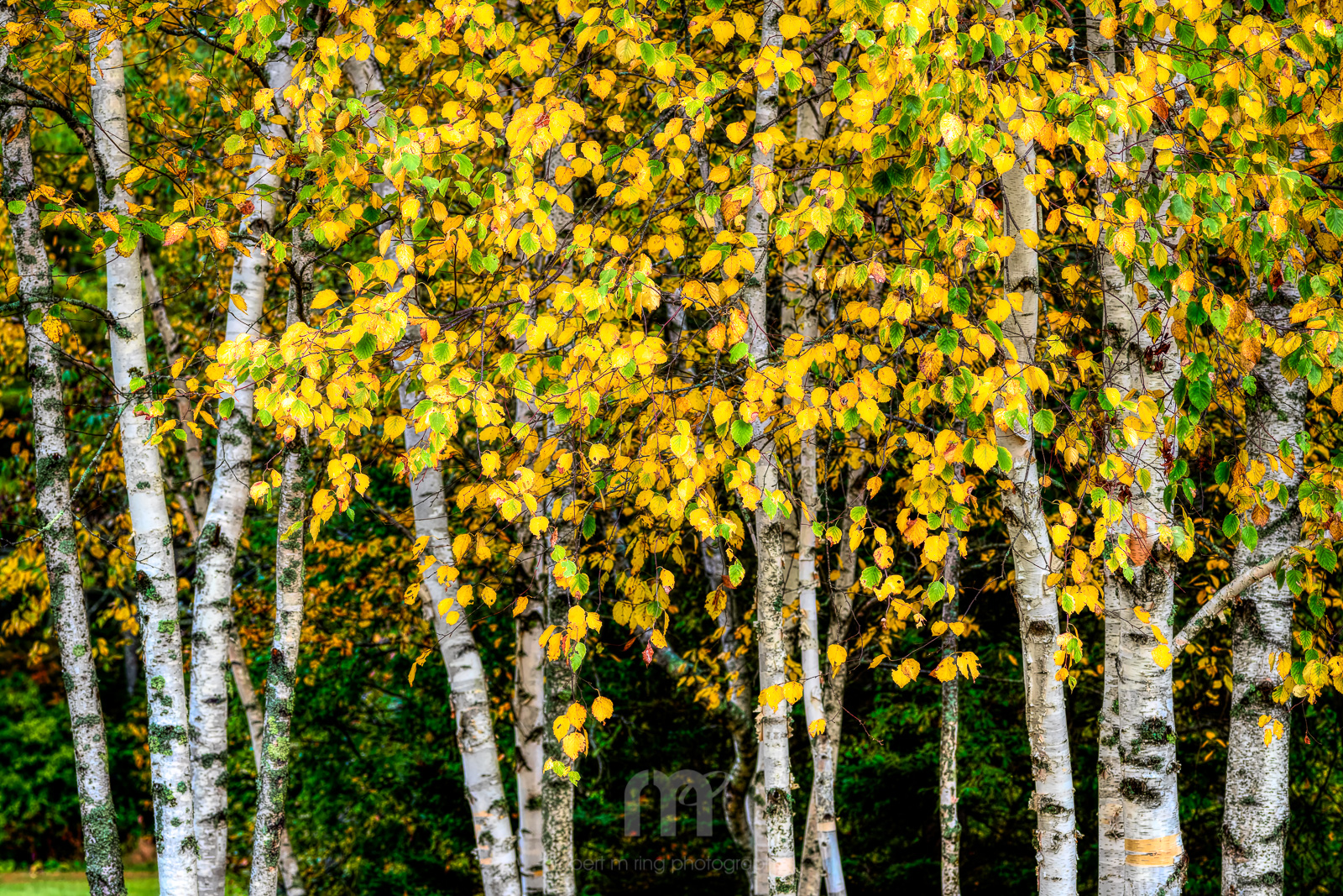 Birch Trees In Yellow Camden Maine Robert M Ring Photography