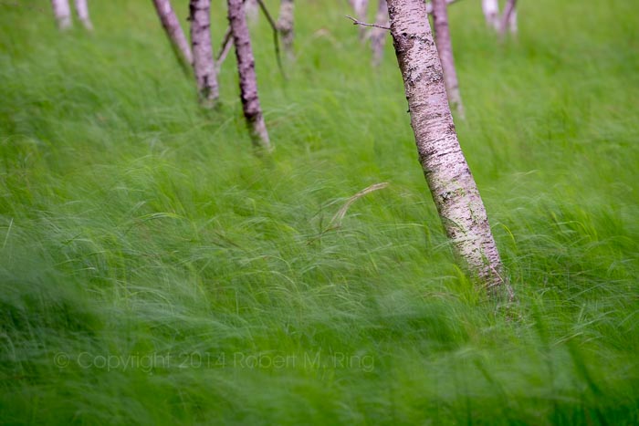 Long exposure used here to show the motion of the tall grass besides the birches....