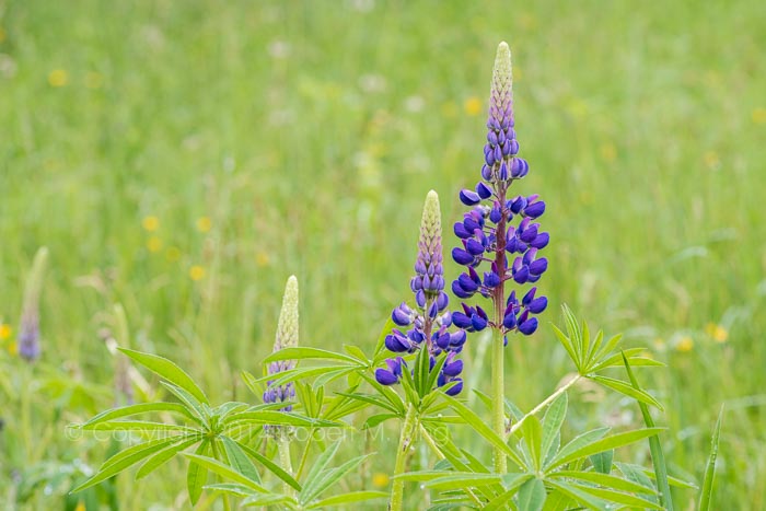 Lupine in June in New England....